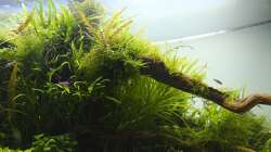 Januar 2013 Froschperspektive II