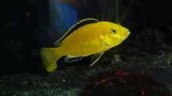 Labidochromis caeruleus yellow ; dominanter Bock  