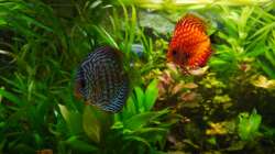 Dekoration im Aquarium Diskusbecken