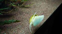 Dekoration im Aquarium Diskusbecken