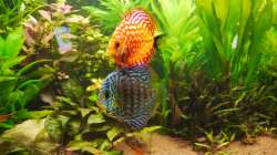 Dekoration im Aquarium Diskusbecken