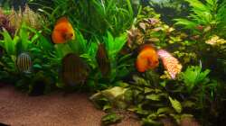 Dekoration im Aquarium Diskusbecken