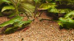 Dekoration im Aquarium Diskusbecken