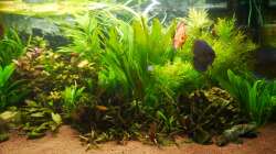 Aquarium Diskusbecken