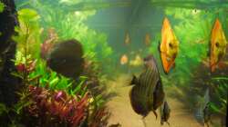 Dekoration im Aquarium Diskusbecken