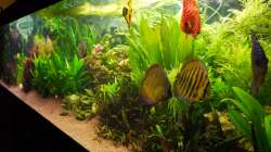 Aquarium Diskusbecken