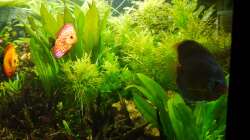 Dekoration im Aquarium Diskusbecken