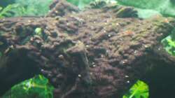 Dekoration im Aquarium Diskusbecken