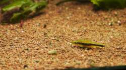 Dekoration im Aquarium Diskusbecken