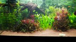 Aquarium Diskusbecken