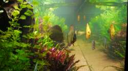 Dekoration im Aquarium Diskusbecken