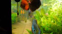 Dekoration im Aquarium Diskusbecken