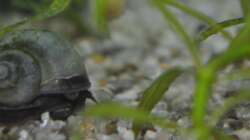 Blaue Apfelschnecke