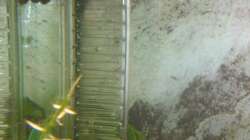 der CO2 Reaktor im Aquarium, ich hoffe der wächst mal etwas zu damit man ihn nicht