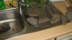 Steine sind selbst gesammelt und wurden zuerst abgekocht