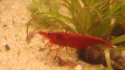 schön die Garnele getroffen