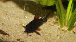 Endlich ein gutes Foto meiner Corydoras schultzei ´black´ meine neue Canon EOS1100D