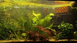 Foto vom 8.6.2013 die Pflanzen dürfen noch etwas wachsen