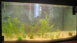 kurz nach der Einrichtung nachdem die Trübung weg war