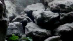 Aquarium Mbuna Becken - noch in Arbeit