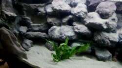 Aquarium Mbuna Becken - noch in Arbeit