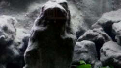 Aquarium Mbuna Becken - noch in Arbeit