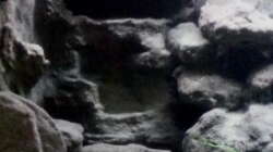 Aquarium Mbuna Becken - noch in Arbeit