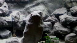 Aquarium Mbuna Becken - noch in Arbeit