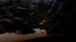 Besatz im Aquarium 540l Mbuna