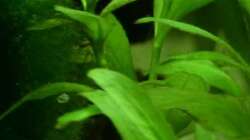 7. Indischer Wasserfreund