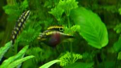 Pupurprachtbarschweibchen