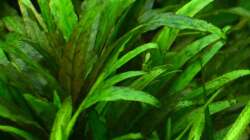 5. Wendts grüner Wasserkelch