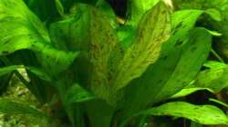 6. Ozelot Schwertpflanze Grün