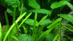 4. Breitblättriges Speerblatt