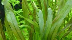 3. Großer Rosetten Wasserfreund