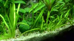 8. Zwergschwertpflanze