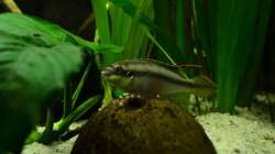 Purpurprachtbarschmännchen