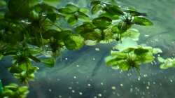 11. Kleiner Froschbiss