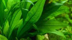 1. Schmalblättrige Schwertpflanze