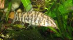 Netzschmerlenmännchen, im nächsten Bild im Hintergrund