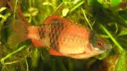 Eines der Barbenmännchen, un hier hat er noch nicht einmal die Prachtfärbung...