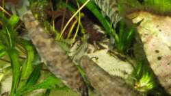 ´Erregungsfärbung´ links Männchen, rechts vorn Weibchen; sie trägt grad keine