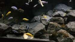 Aquarium Betrieb 71336 Malawi