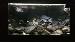 Aquarium Betrieb 71336 Malawi