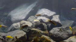 Frontal, Wasser nach Neugestaltung etwas trübe