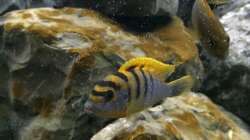 Besatz im Aquarium Betrieb 71336 Malawi