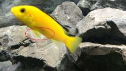 Pflanzen im Aquarium Betrieb 71336 Malawi