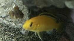 Labidochromis caeruleus