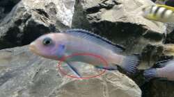 Pflanzen im Aquarium Betrieb 71336 Malawi