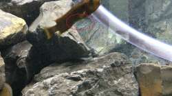 Pflanzen im Aquarium Betrieb 71336 Malawi